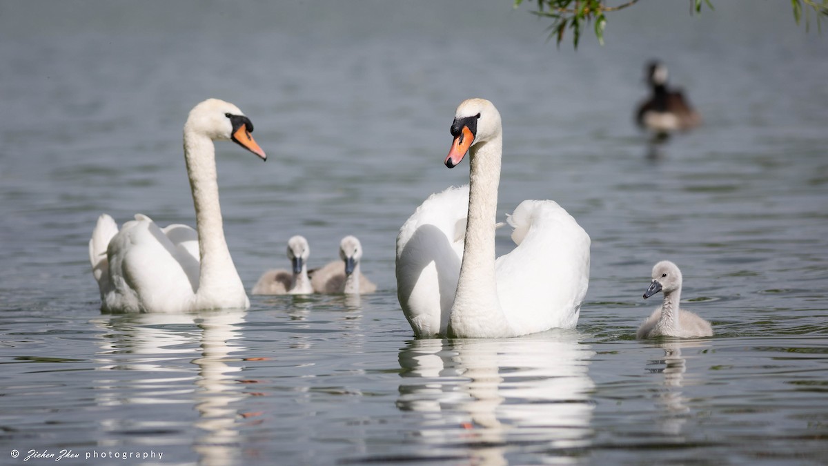 Mute Swan - ML617420237