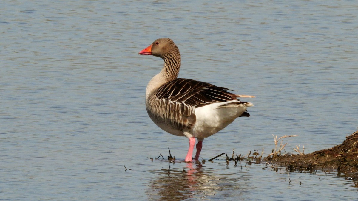 Graylag Goose - Josep del Hoyo