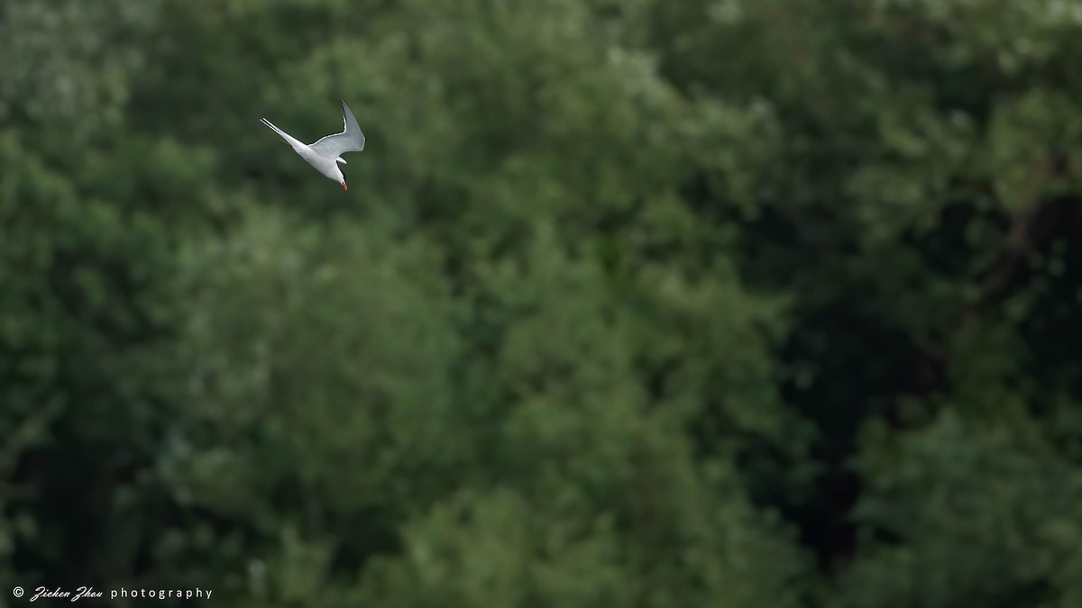 Common Tern - Zichen  Zhou