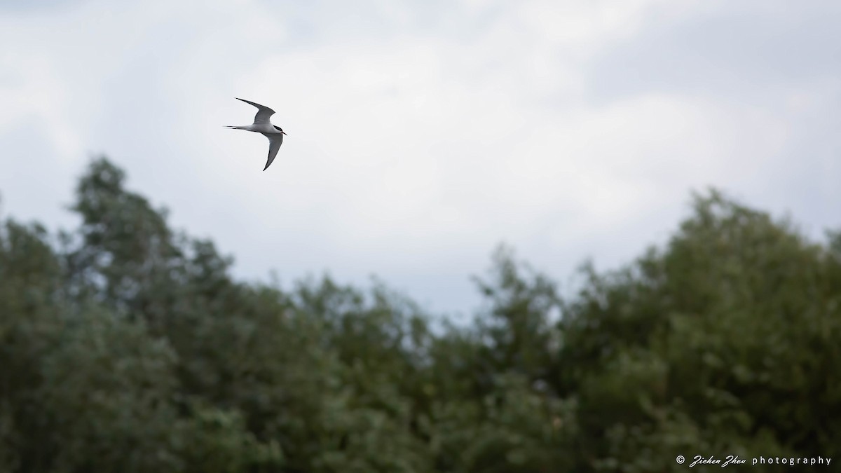 Common Tern - ML617420273