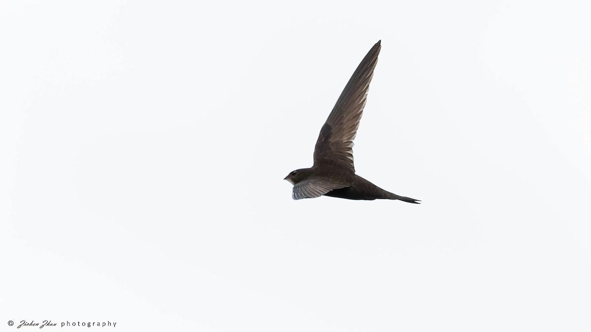 Common Swift - ML617420280