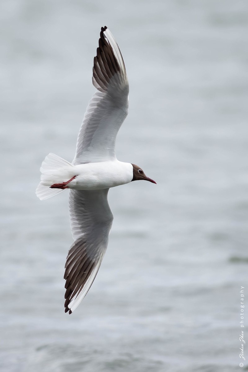 Black-headed Gull - ML617420288