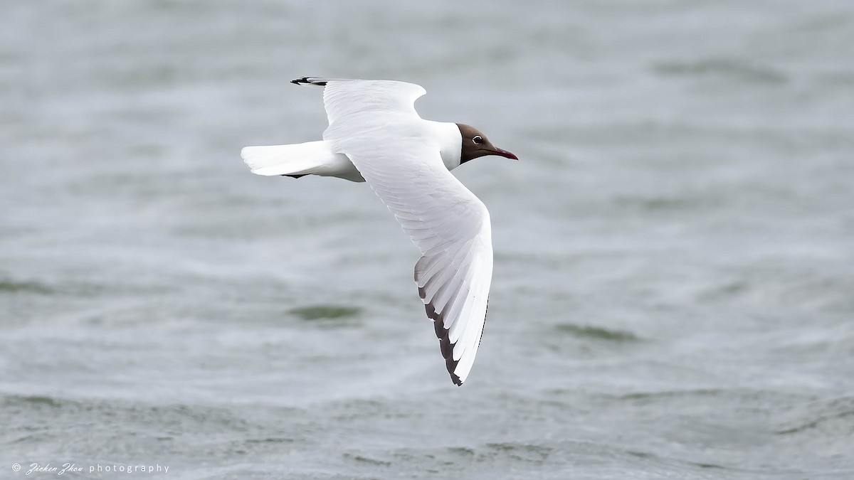 Black-headed Gull - ML617420289