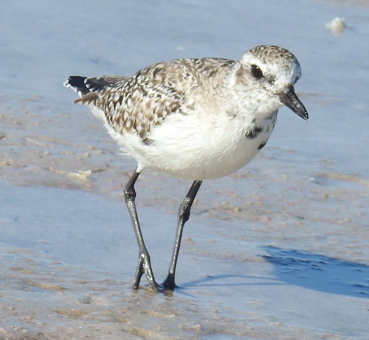 Black-bellied Plover - ML617420311