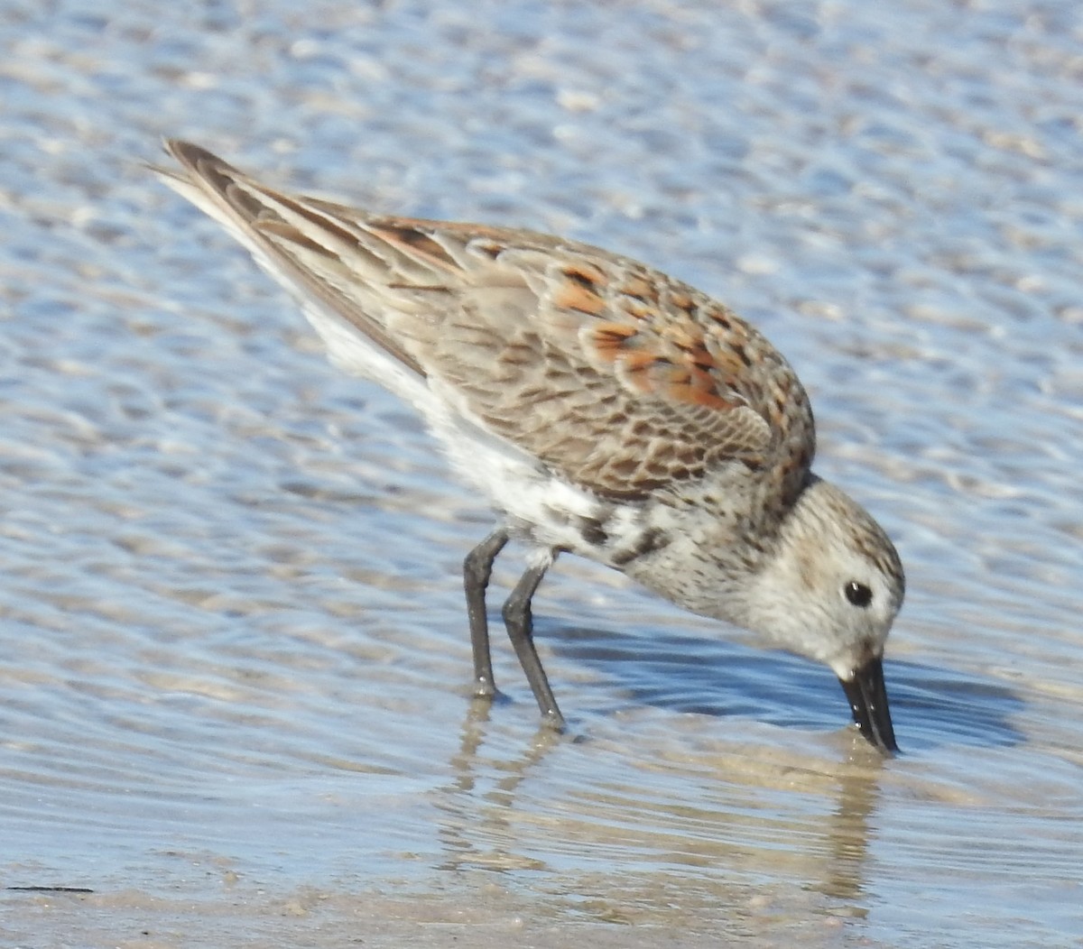 Dunlin - ML617420325