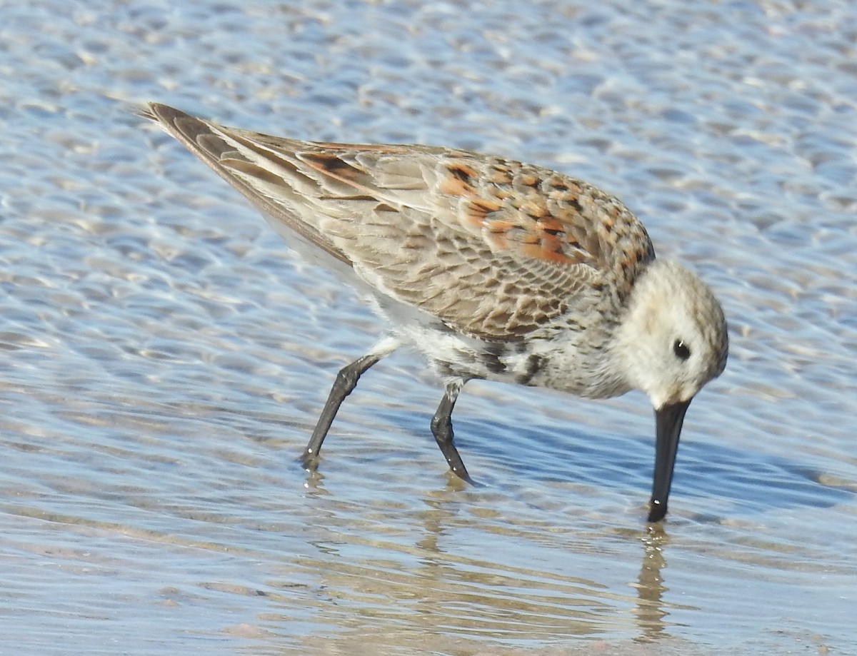 Dunlin - ML617420326