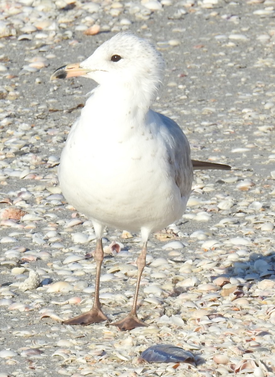 Ring-billed Gull - ML617420328