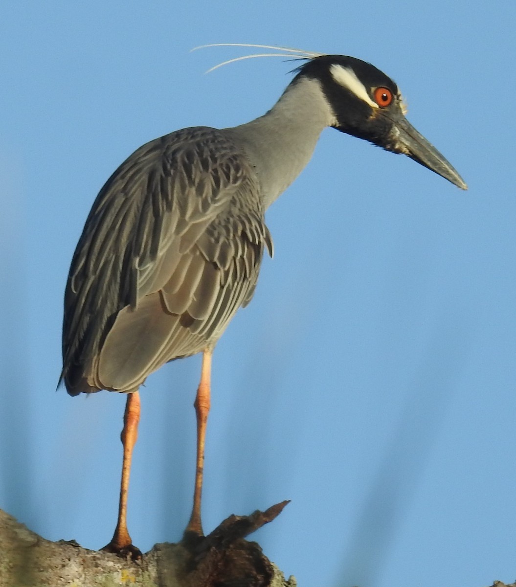 Yellow-crowned Night Heron - ML617420334