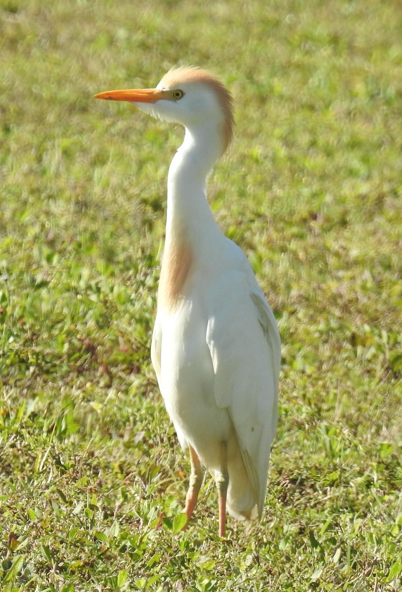 Чапля єгипетська (підвид ibis) - ML617420338