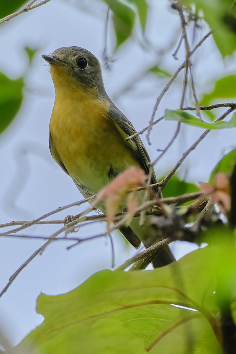 Mugimaki Flycatcher - ML617420339