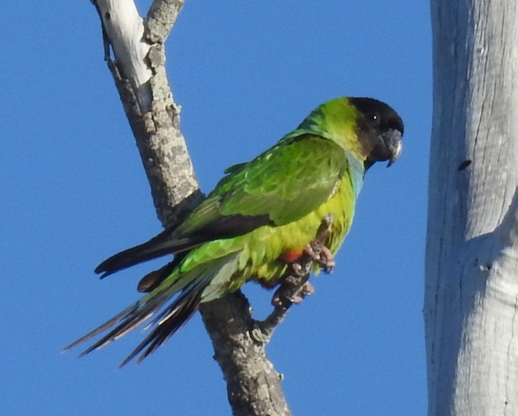 Nanday Parakeet - ML617420346