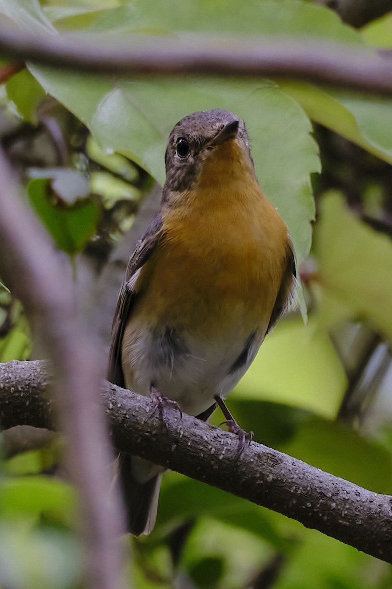 Mugimaki Flycatcher - ML617420348