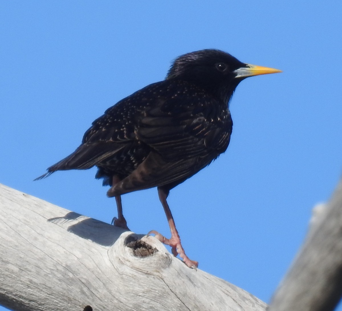 European Starling - Alfred Thomson