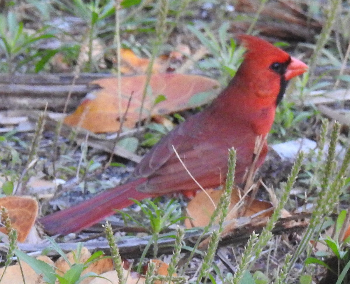 Cardinal rouge - ML617420359