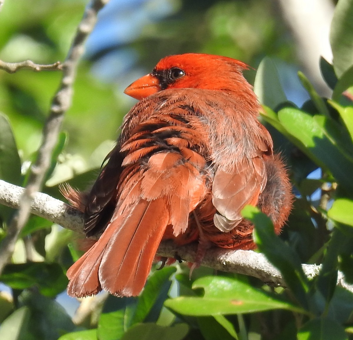 Cardinal rouge - ML617420360