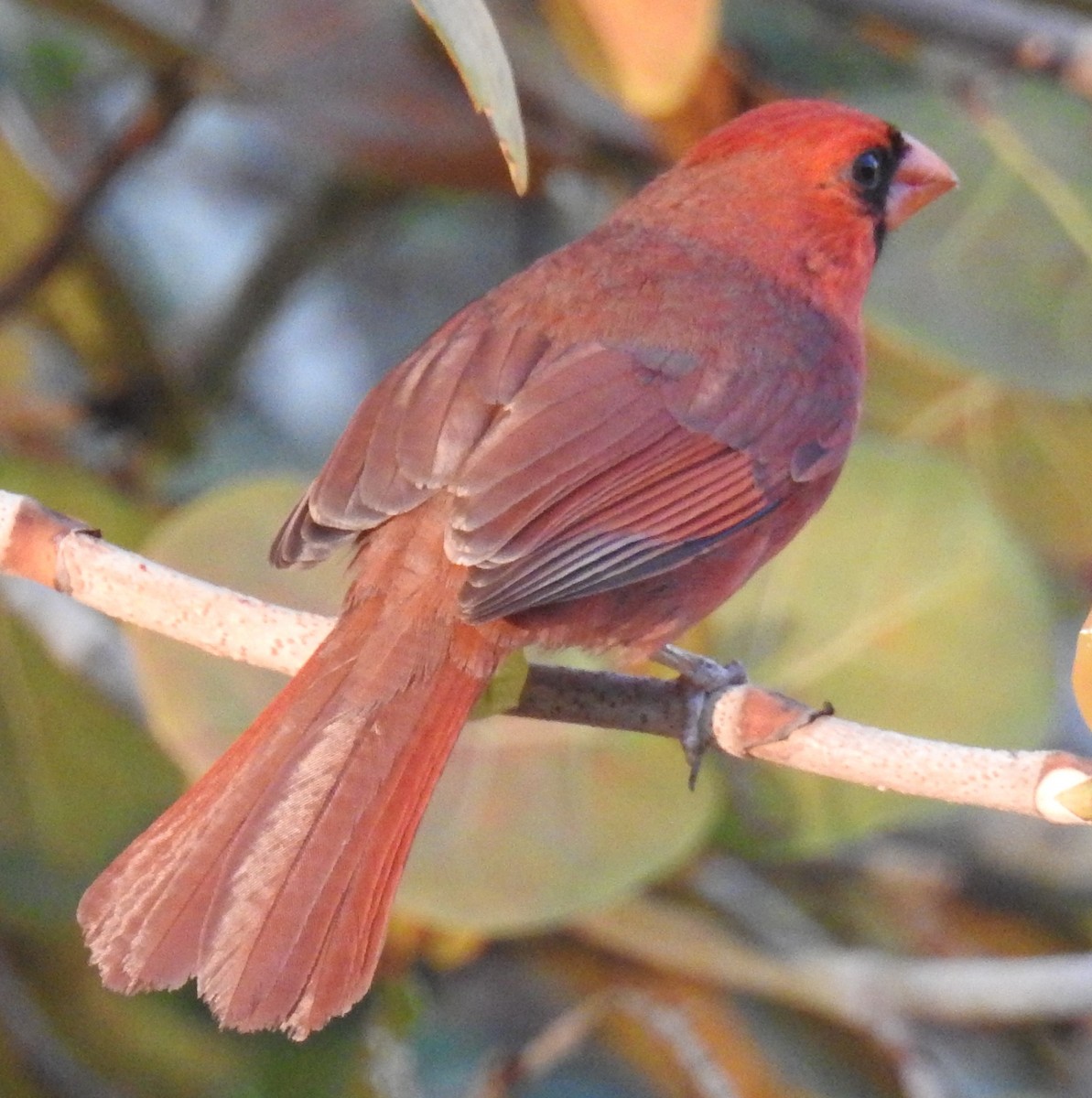 Cardinal rouge - ML617420361