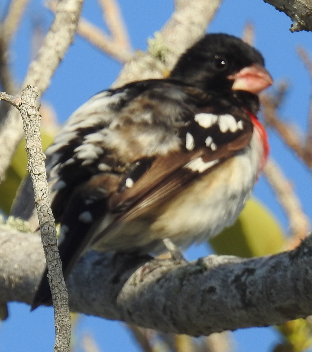 Rose-breasted Grosbeak - ML617420363