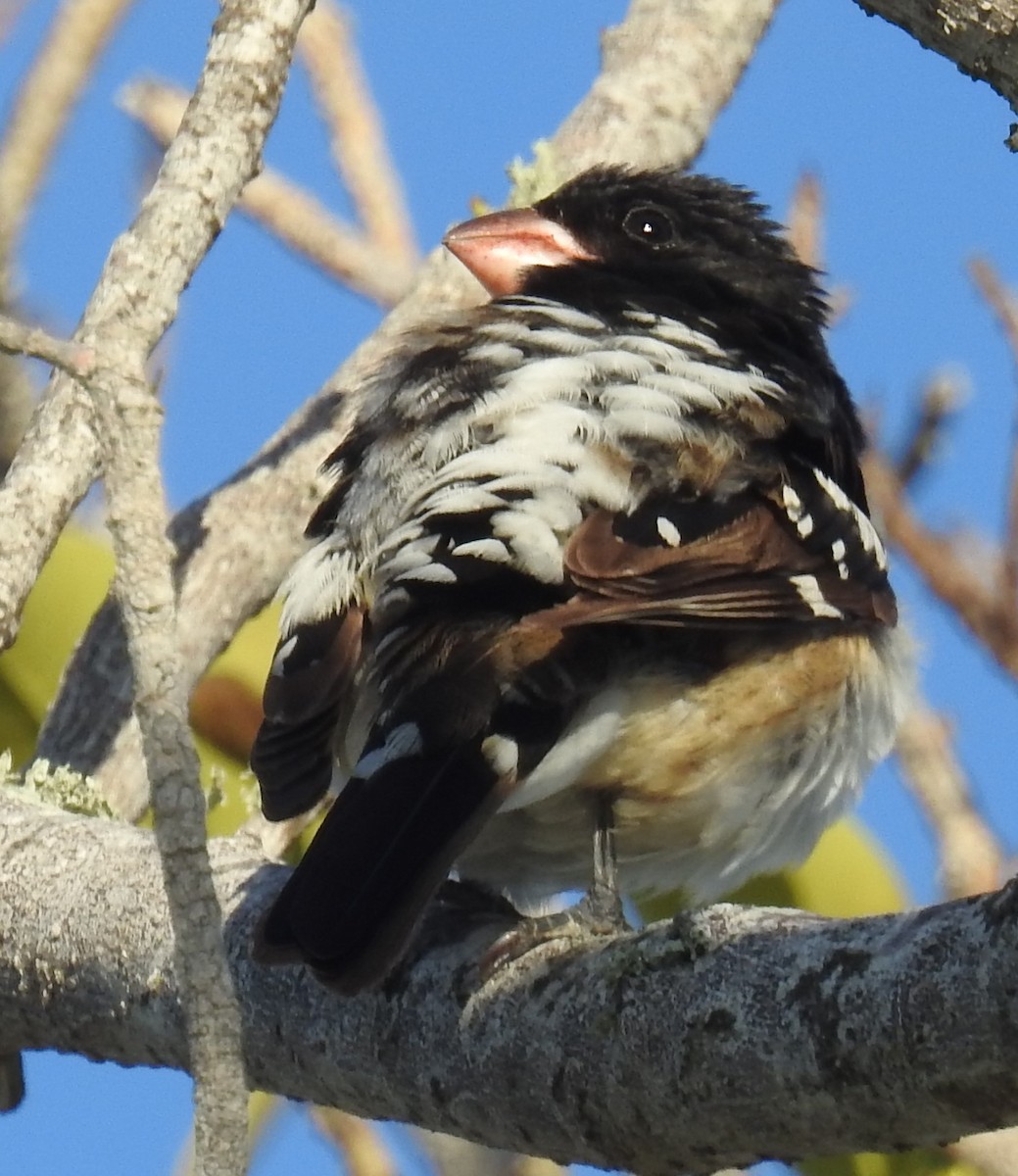 Rose-breasted Grosbeak - Alfred Thomson