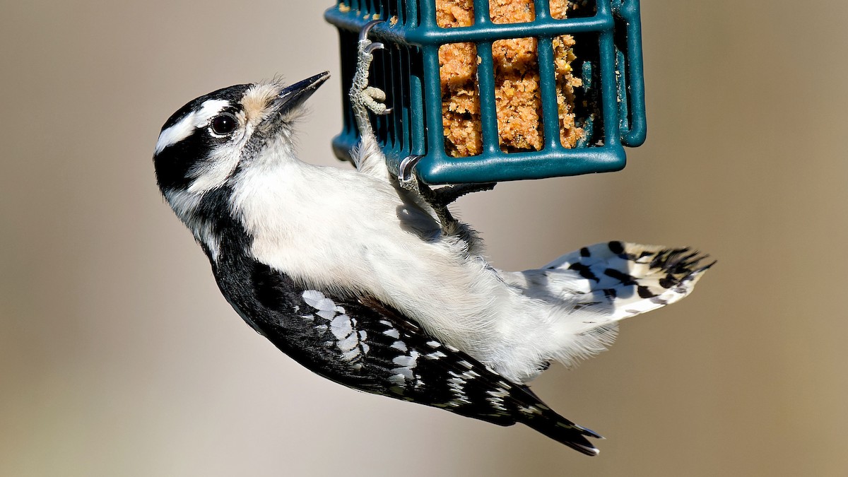 Downy Woodpecker - Craig Becker