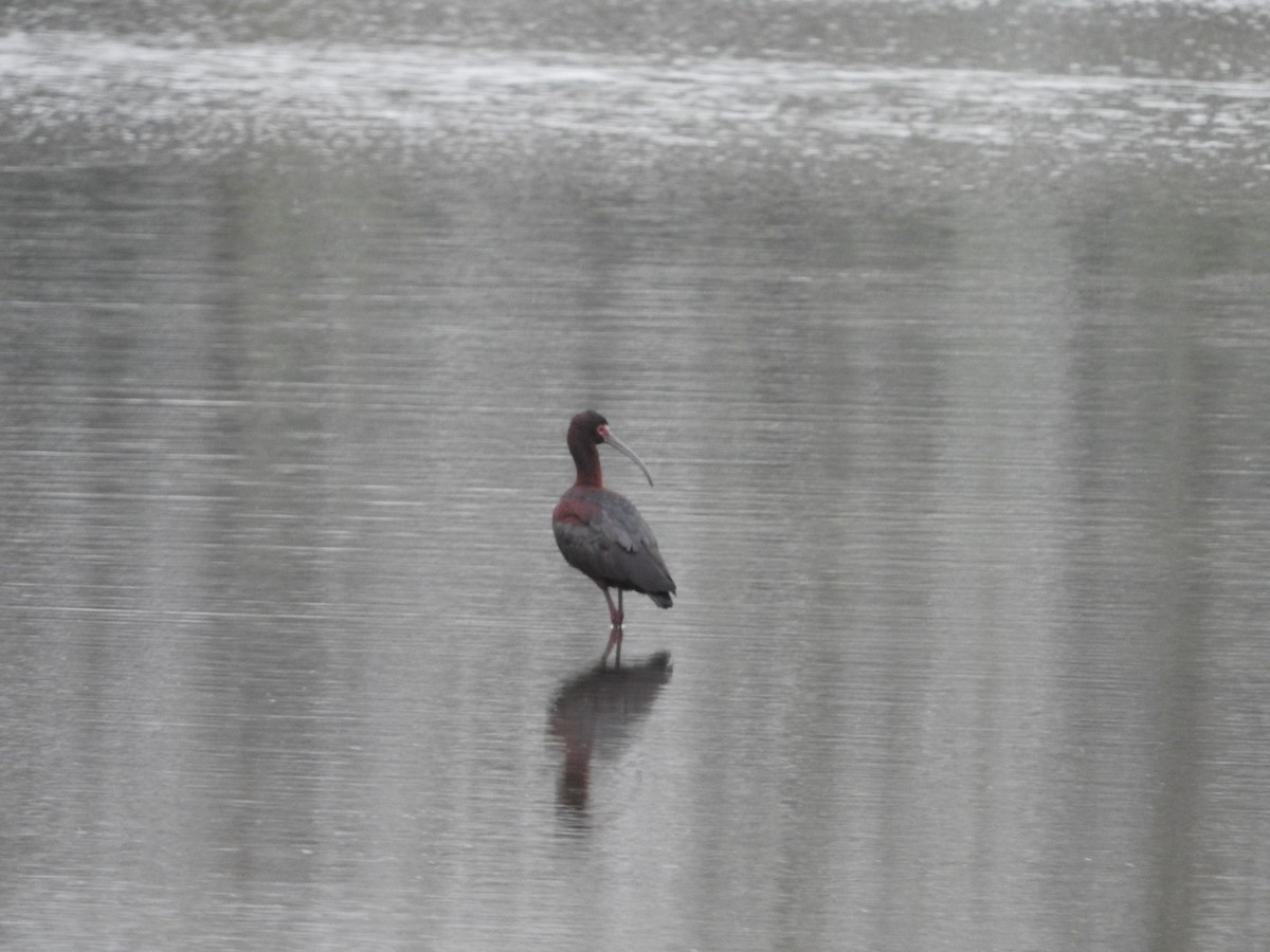 White-faced Ibis - ML617420407