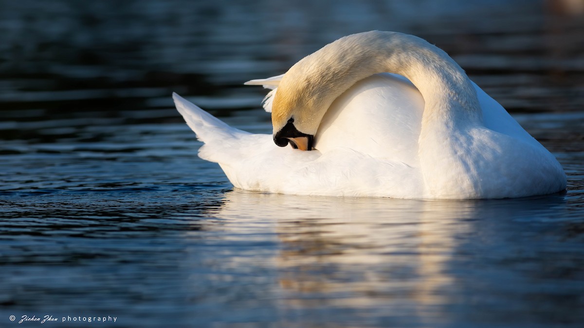 Mute Swan - Zichen  Zhou