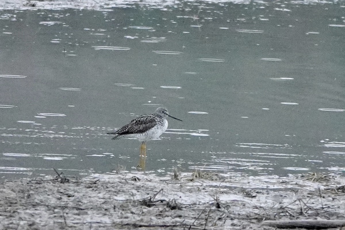 Greater Yellowlegs - ML617420448