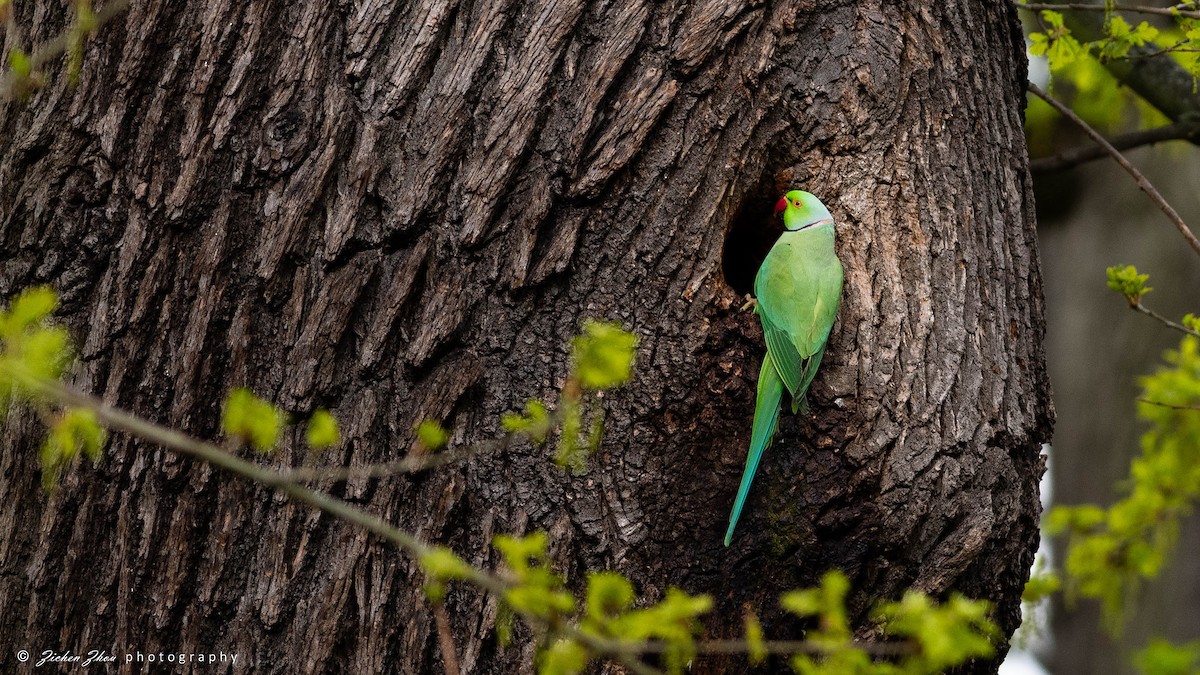 Rose-ringed Parakeet - Zichen  Zhou