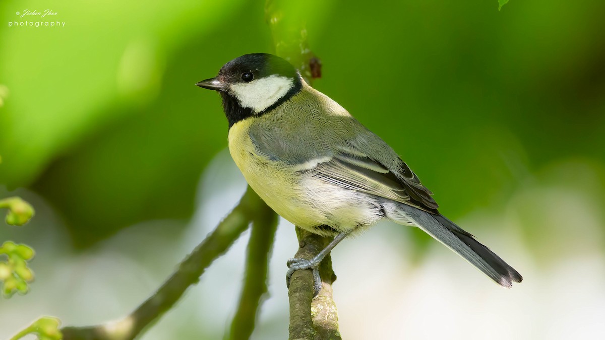 Great Tit - Zichen  Zhou