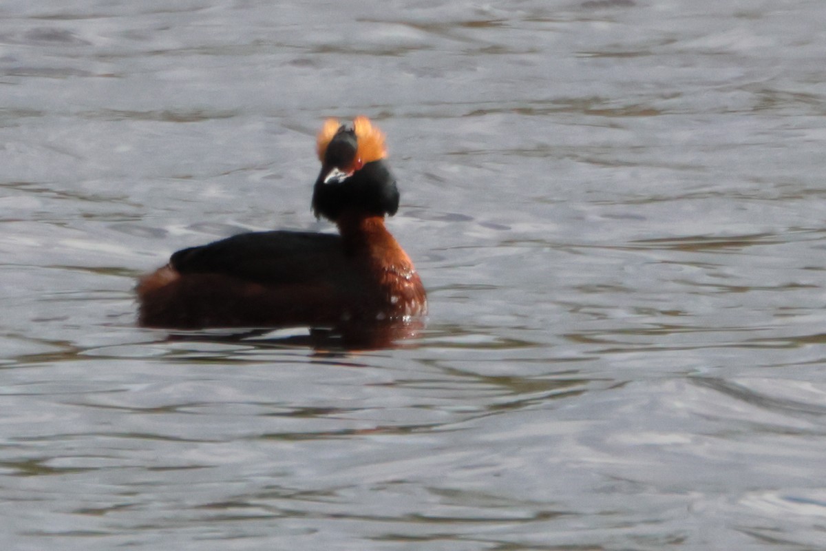 Horned Grebe - ML617420494