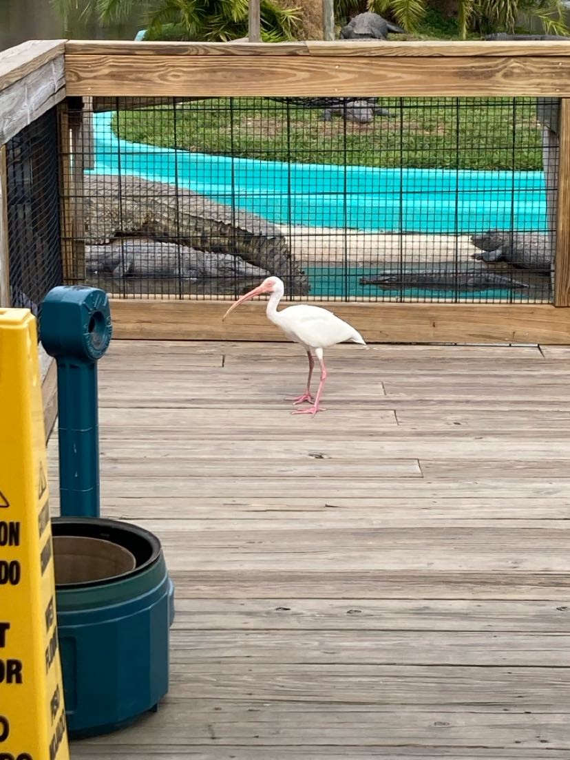 White Ibis - ML617420532