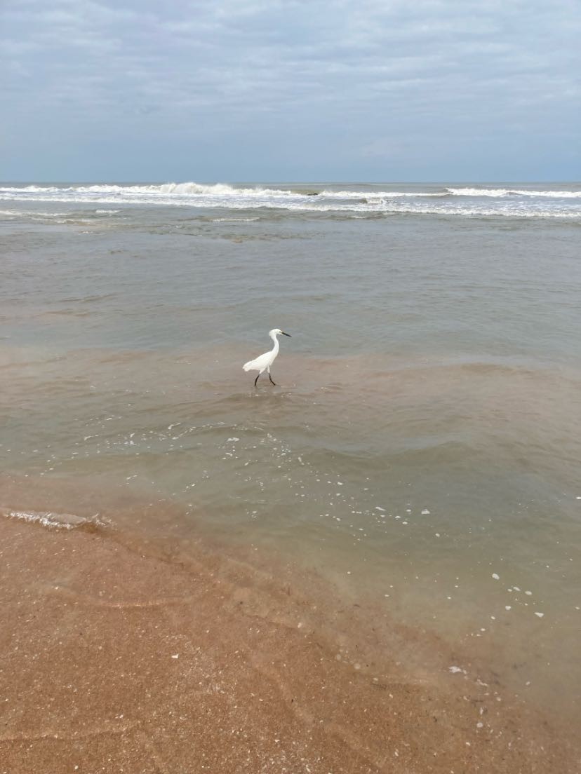 Snowy Egret - ML617420572