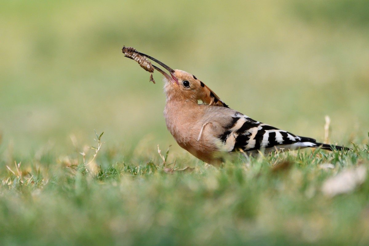 Eurasian Hoopoe - Alejandro Gómez Vilches