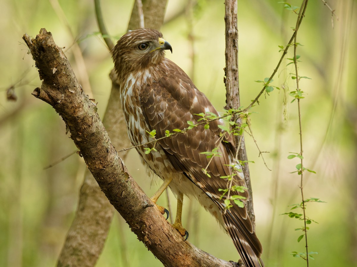 Red-shouldered Hawk - ML617420611