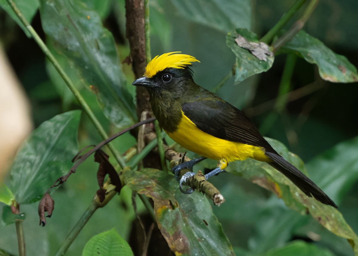 Sultan Tit (Yellow-crested) - ML617420616