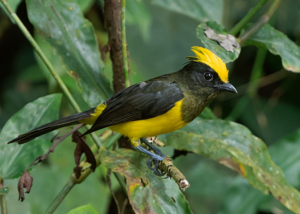 Sultan Tit (Yellow-crested) - ML617420617