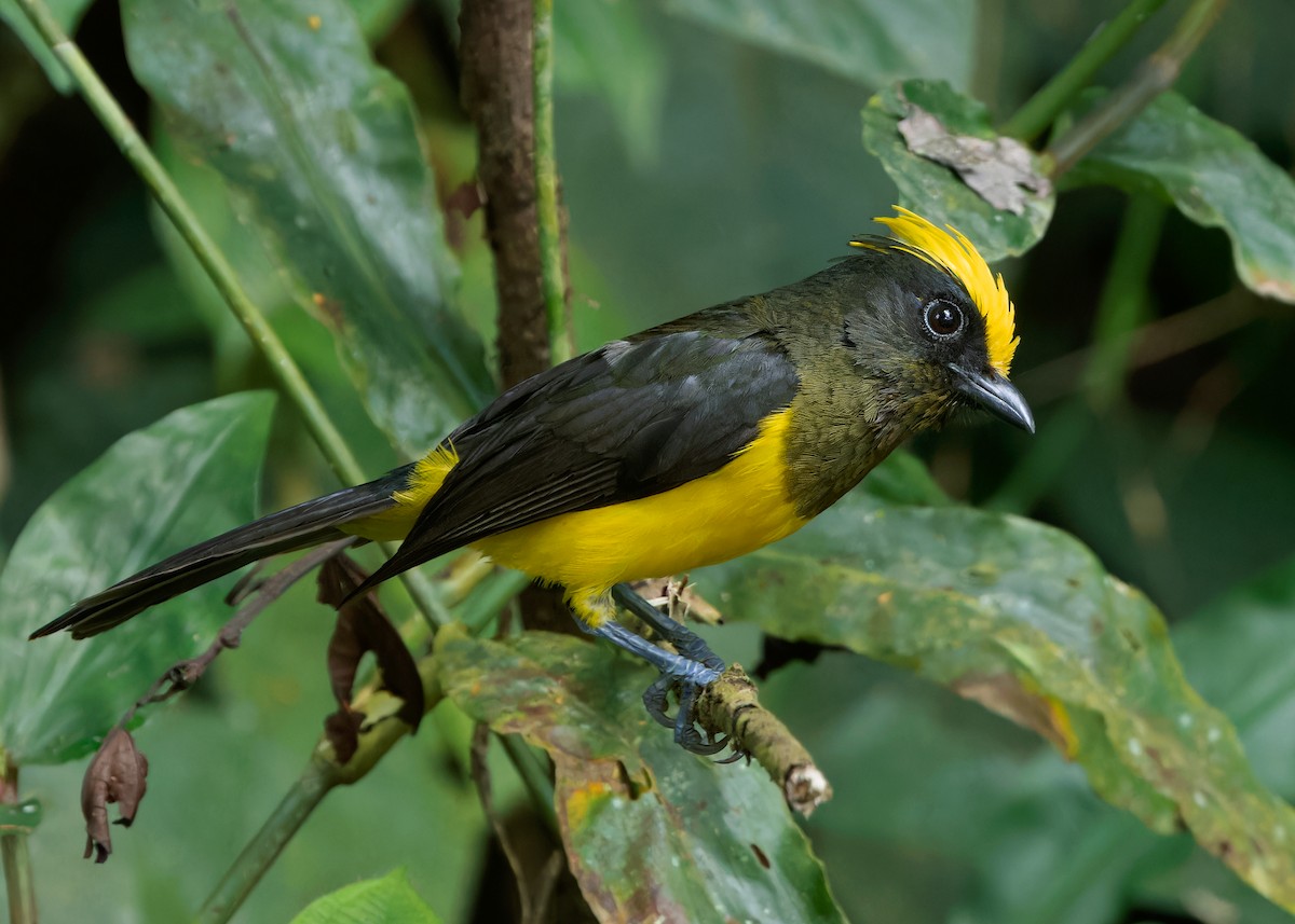 Sultan Tit (Yellow-crested) - ML617420618