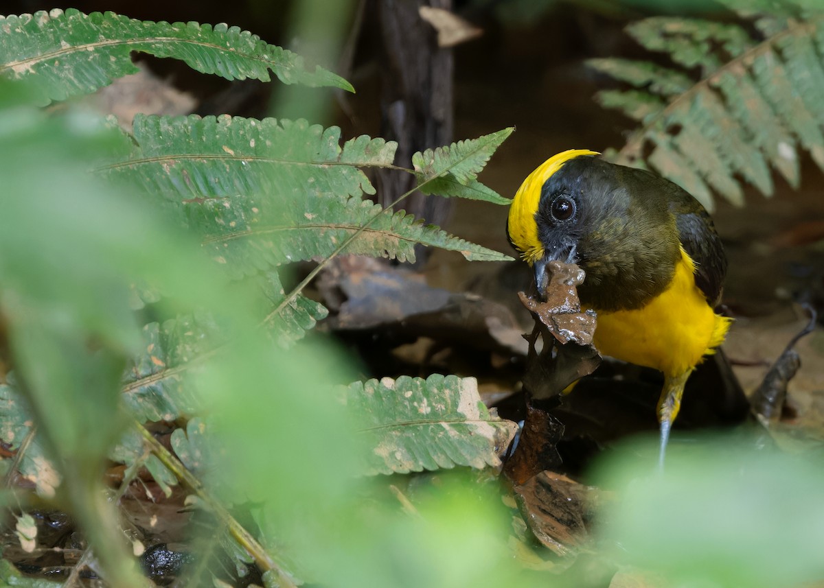 Sultan Tit (Yellow-crested) - ML617420619