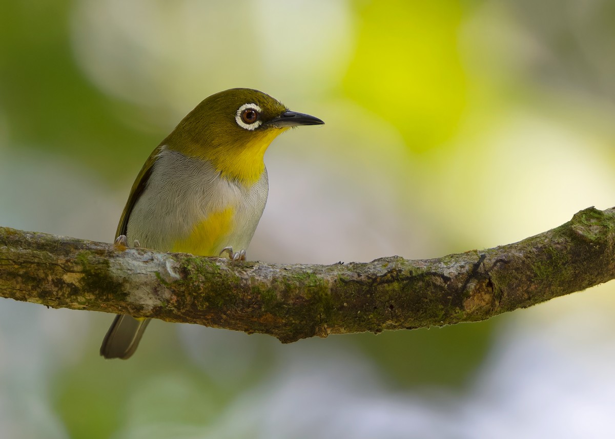 Hume's White-eye - ML617420634