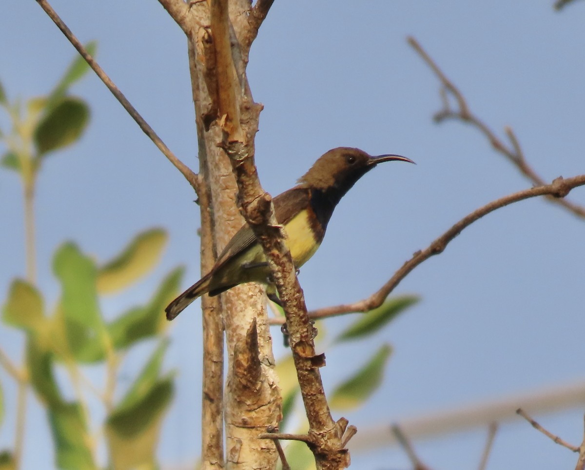 Ornate Sunbird - John Dennehy