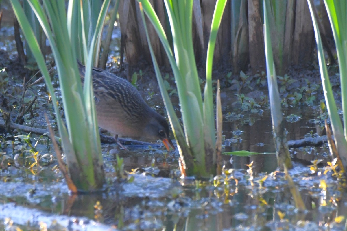 Virginia Rail - ML617420660