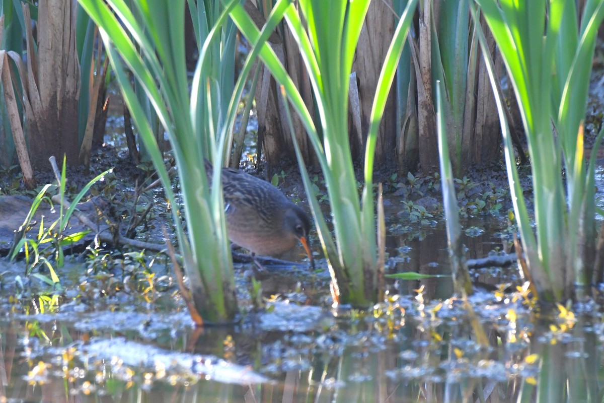 Virginia Rail - ML617420662