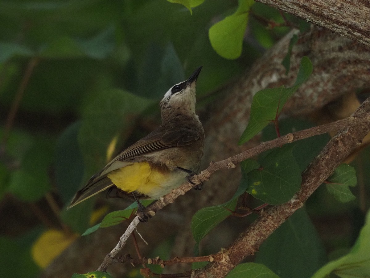 Yellow-vented Bulbul - ML617420696