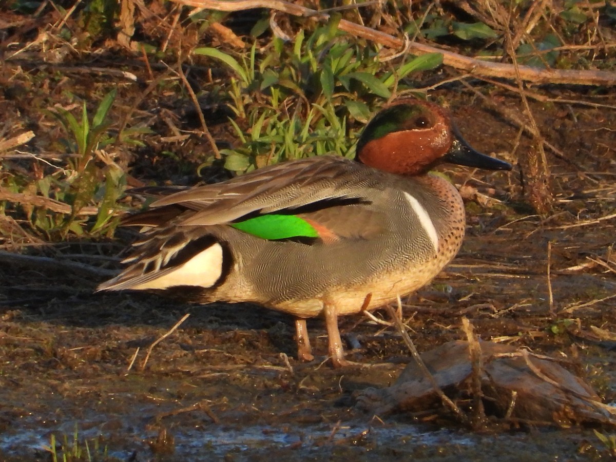 Green-winged Teal - ML617420699