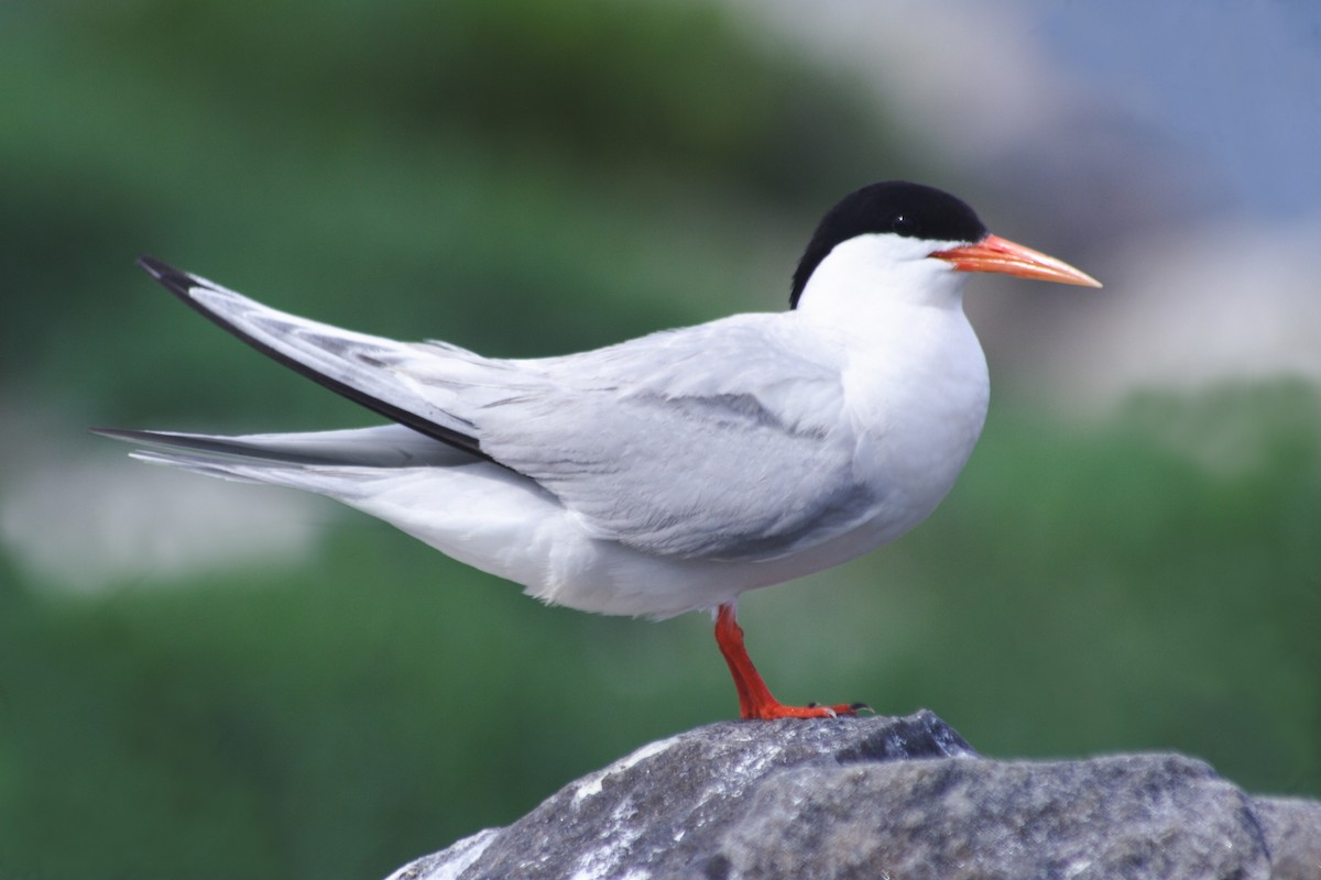 Roseate Tern - Rohan Lovalekar