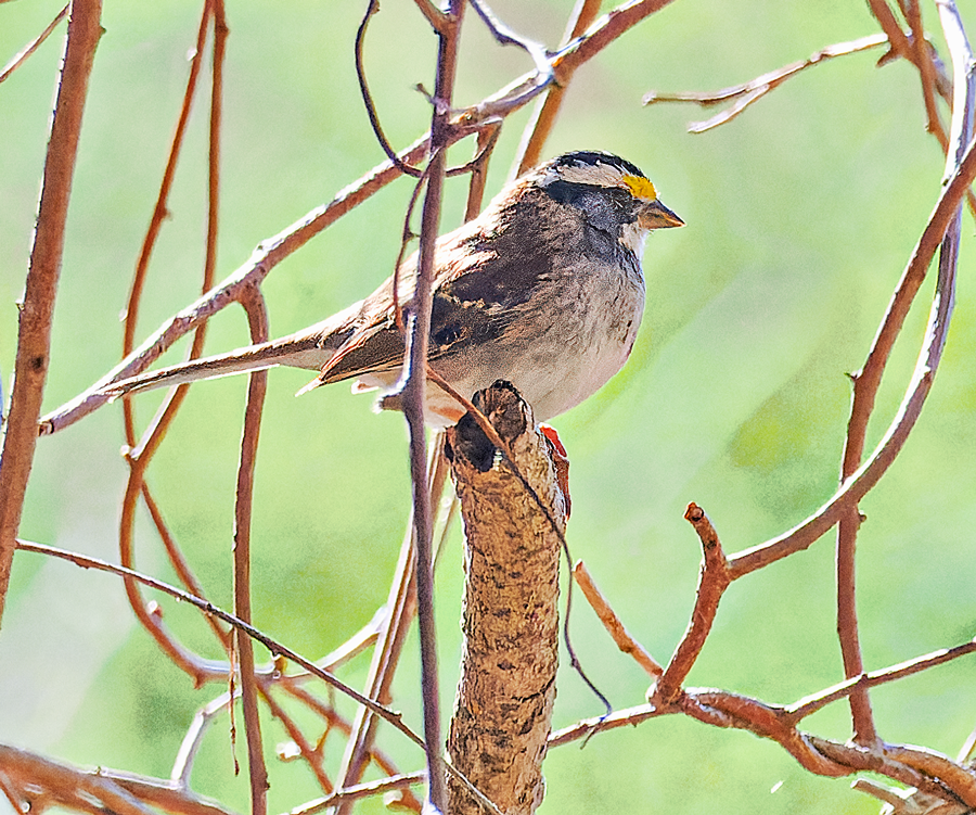 White-throated Sparrow - ML617420748