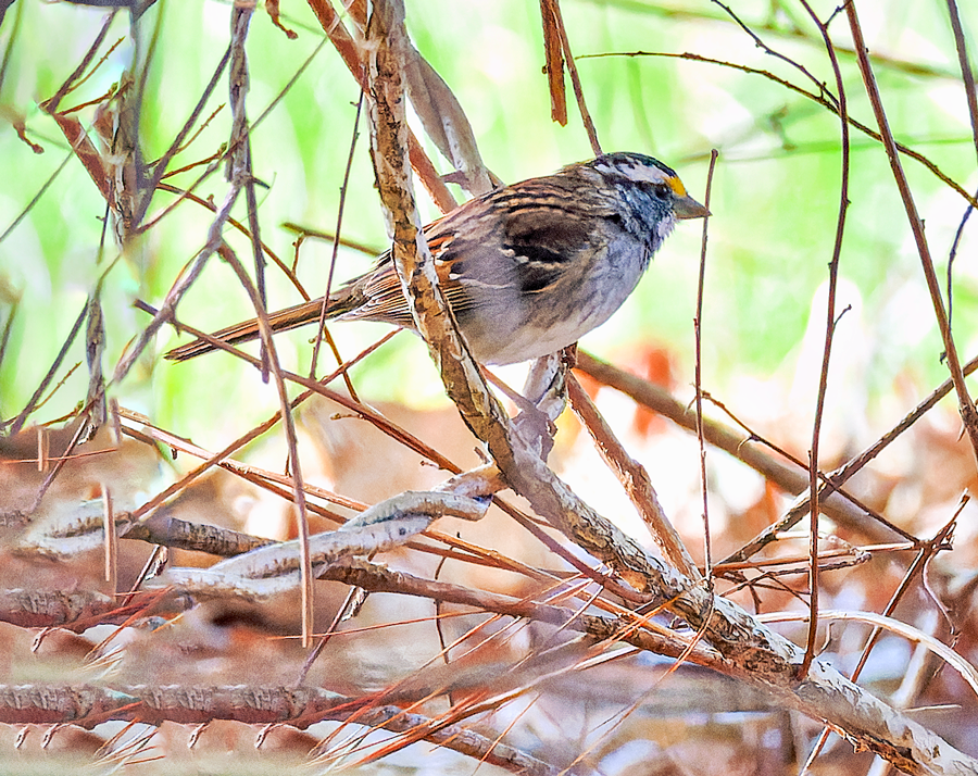 White-throated Sparrow - ML617420749