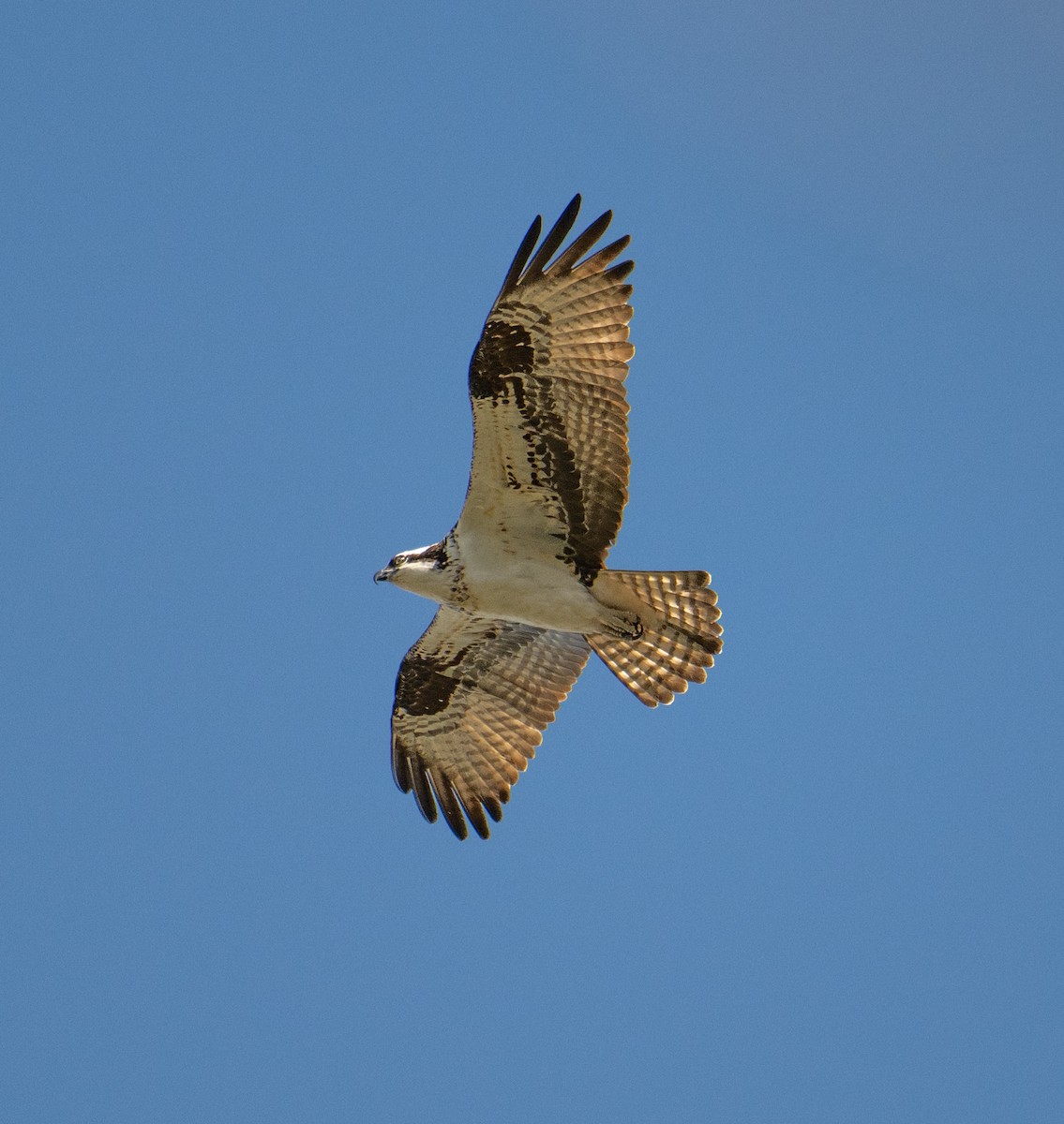 Águila Pescadora - ML617420754