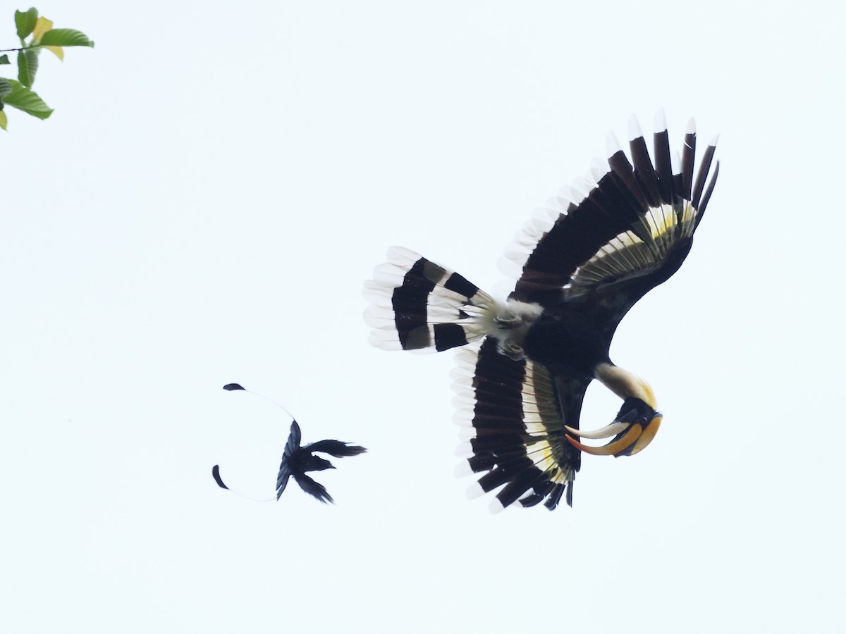 Great Hornbill - ML617420778