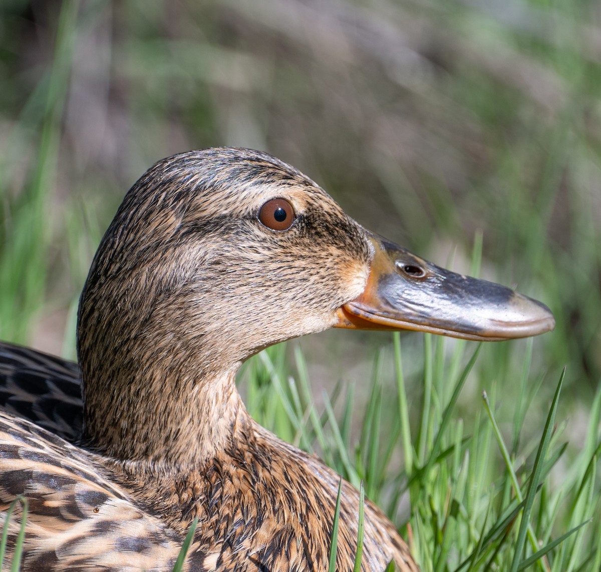 Canard colvert - ML617420789