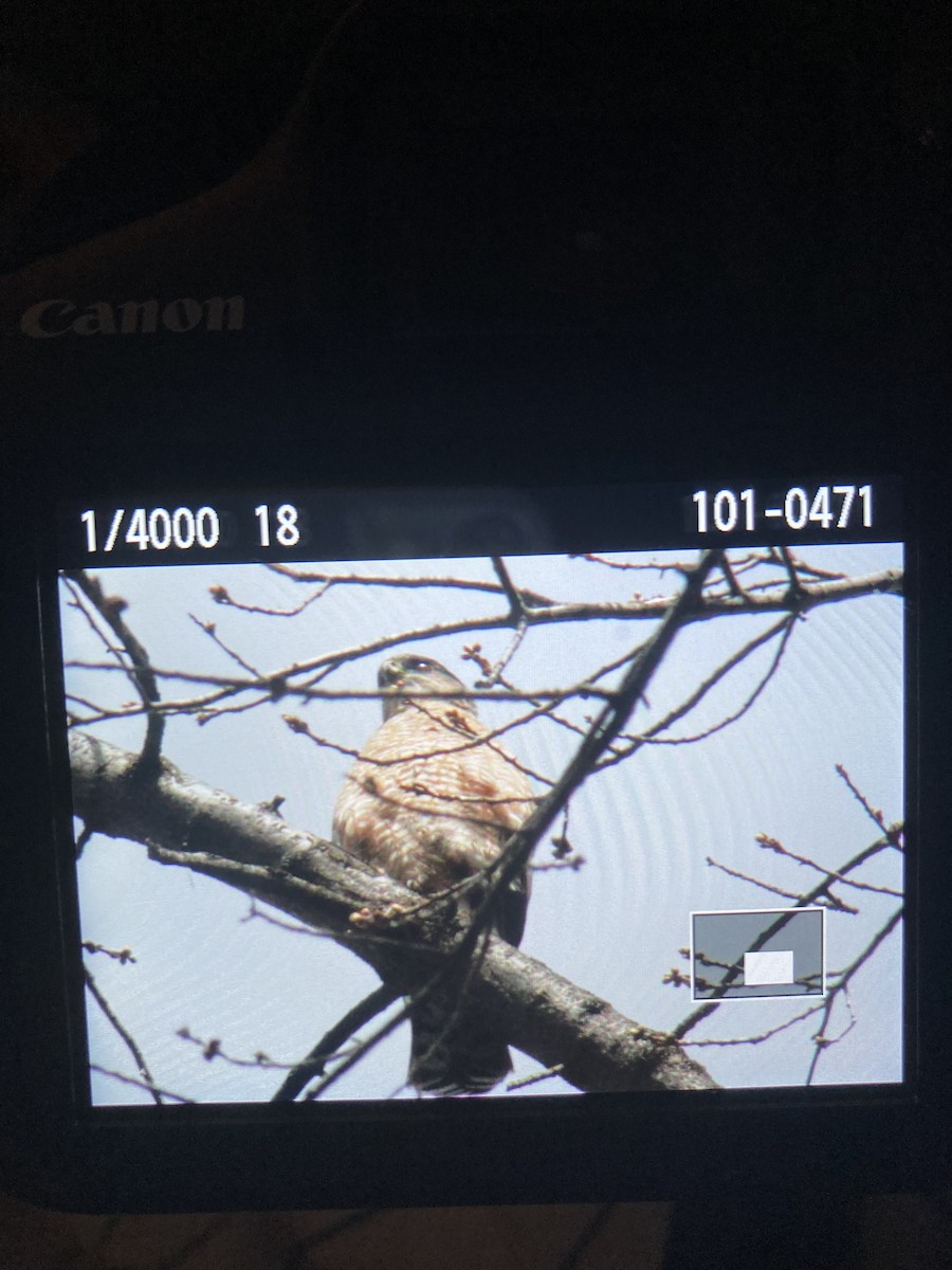 Cooper's Hawk - ML617420793